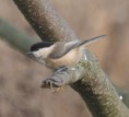 /album/my-local-birding-gallery/willow-tit-coming-to-feeder-jpg/